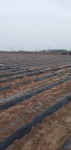 China High Quality Biodegradable Agricultural Black Plastic Mulch Film
